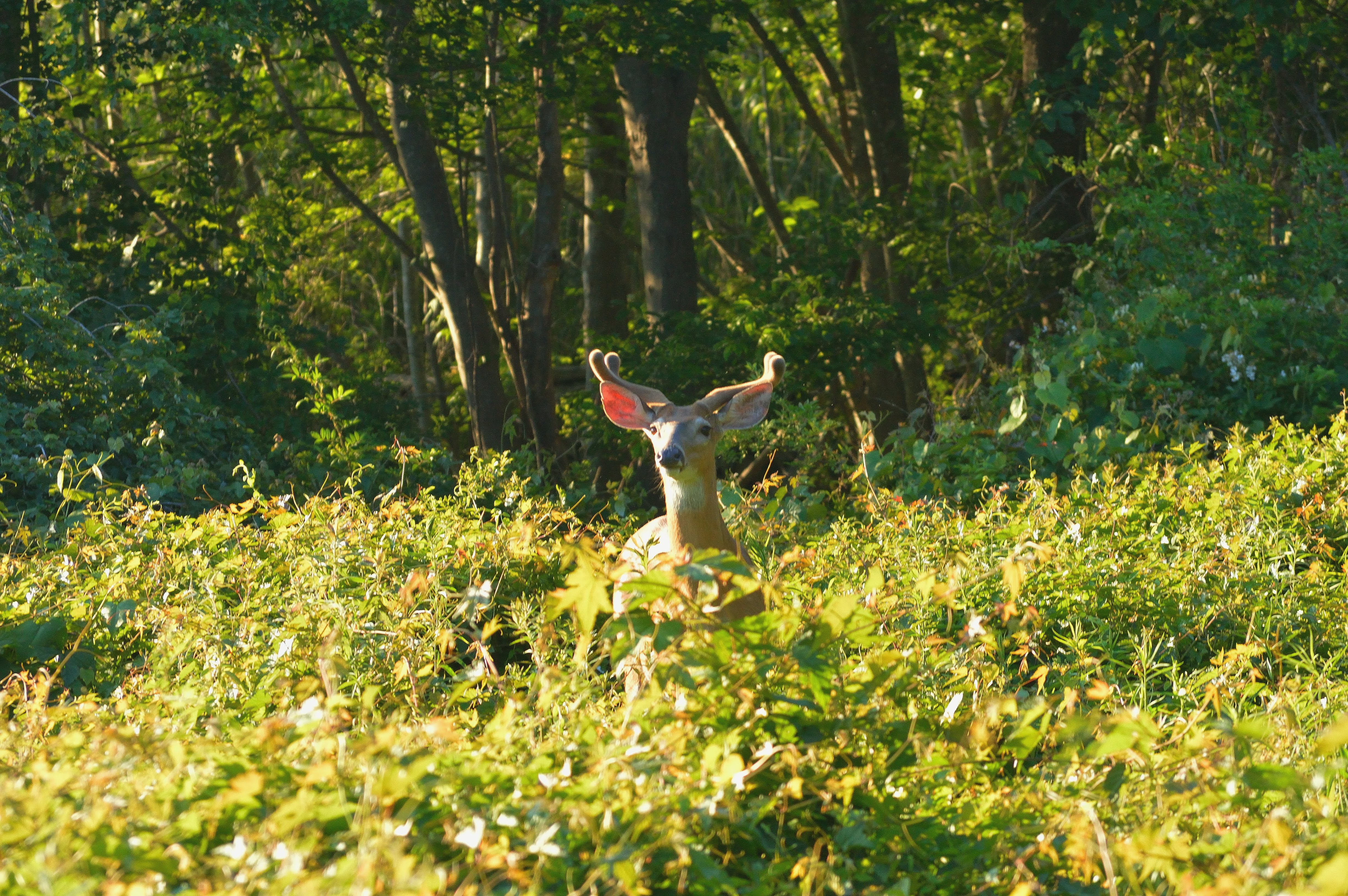 Deer